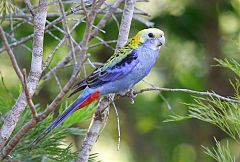 Pale-headed Rosella